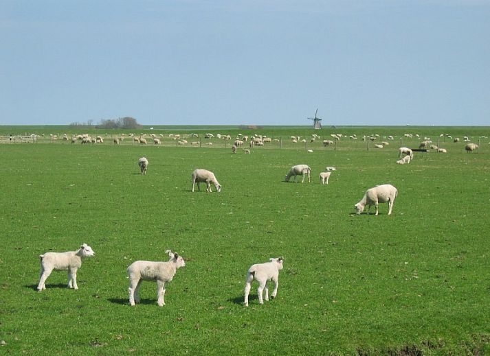 Verblijf 010132 - Vakantiewoning Texel - Junier/huisman