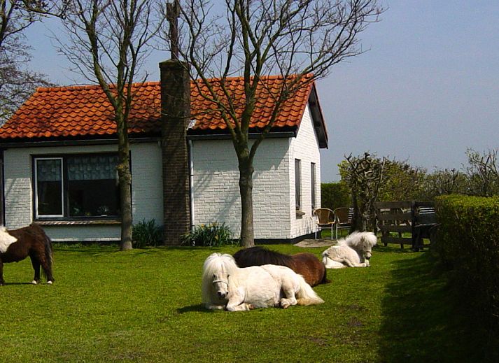 Verblijf 0113371 • Vakantiewoning Texel • Langsteert 