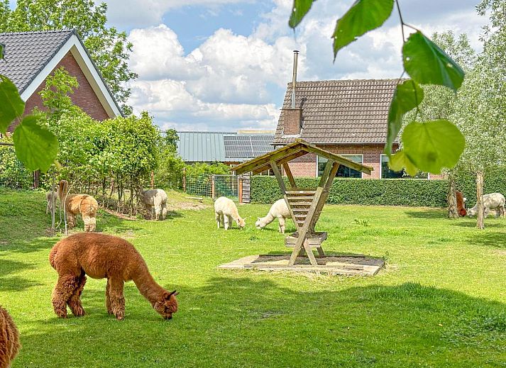 Holiday property Alpacafarm Vorstenbosch Vorstenbosch Noordoost