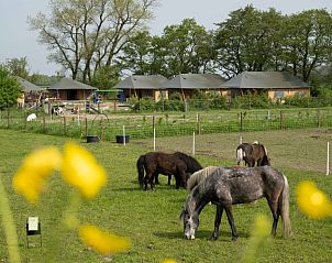 FarmCamps De Bonte Fries