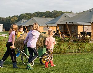FarmCamps Alpaca Vorstenbosch